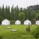 About the divine tree beside a giant inflatable yurt